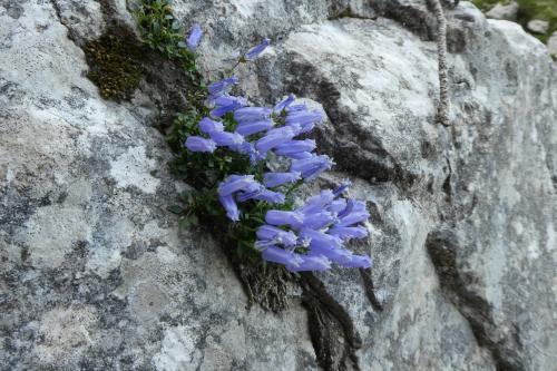 Grintovec, 24.7 (32)~1