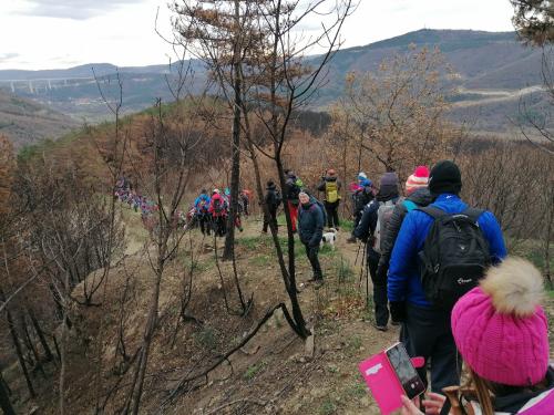 Socerb-Debeli-rtic-21.1-11