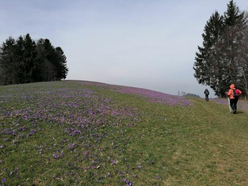 IMG 20250321 1136231